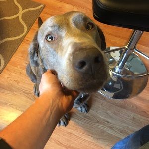 Meet your Posher, Shane